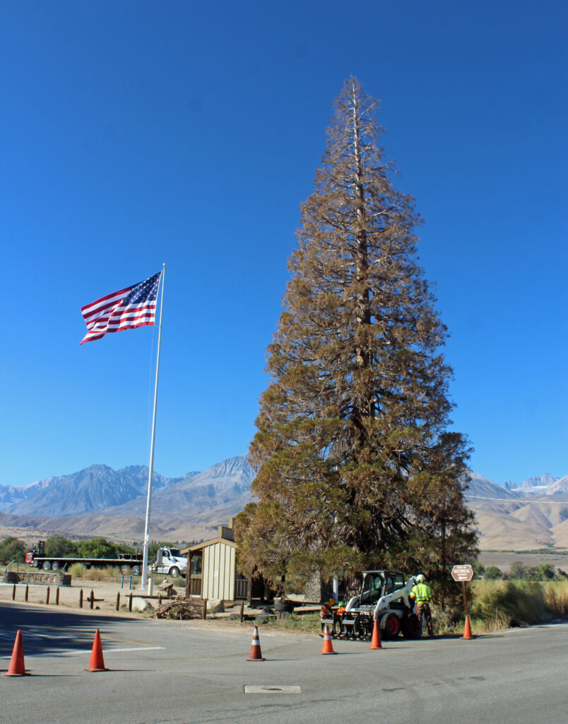 Oversized Pine Branch