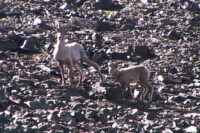 big horn sheep