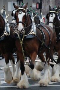 bud clydesdales
