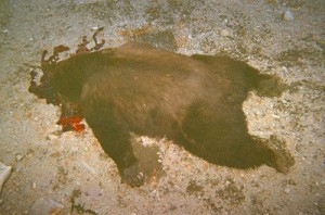 dead bear1