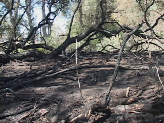 fire_south_third_burned_trees