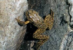 mountain yellow legged frog