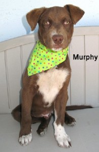 dog murphy