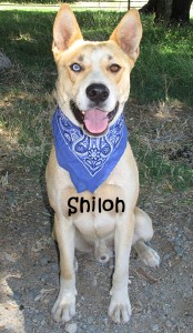 dog-shiloh