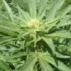 marijuana_plant.jpg