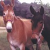 Mule and horse