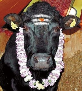 pic sacred cow 1