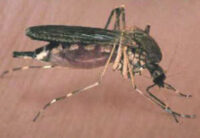 West Nile Virus mosquito 1 e1658862913568