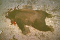DEAD BEAR