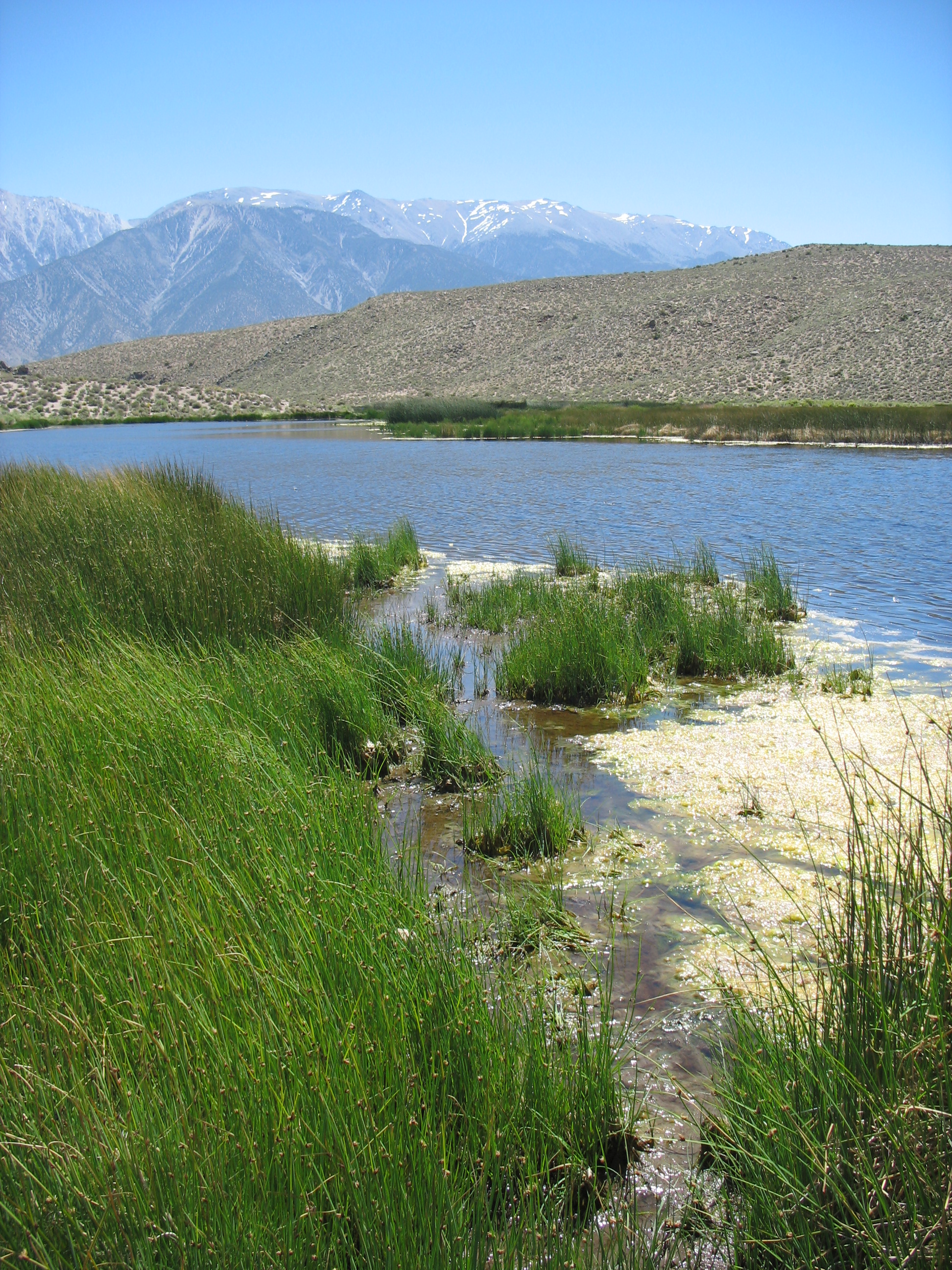 Pond with grass and mountains
