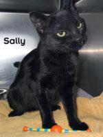 12 02 25 SALLY Black SH female cat 6 mo ID12 02 022 FACEBOOK
