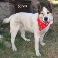 jarvis