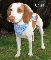 12 03 10 CHIEF Brittany Beagle mix male ID12 03 017 FACEBOOK