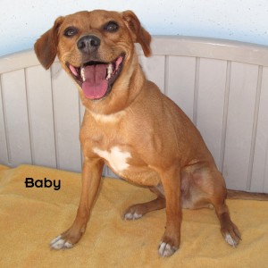 12-06-17 Beagle Pug mix BABY 1 ID12-06-007 - Returned by adopter 6-8 Ron & M.C. Hubbard BP FACEBOOK