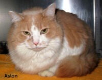 12 06 17 Tan white XL neut male 5 yrs ASLAN 1 ID12 03 027 OR 3 24 Dawnell Robertson 481 A Clarke 872 6000 FACEBOOK