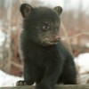 blackbearcub