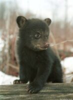 blackbearcub