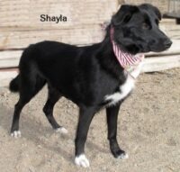 12 11 21 Border Collie mix mama 18 mo SHAYLA 1 ID12 11 002 OR 11 2 Skarlee Vargas 2481 W Line 873 8276 FACEBOOK