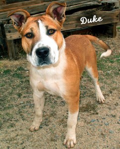 12-11-24 Pit Bull Akita mix tan & white unneut 3 yr DUKE 1 ID12-11-024 ...