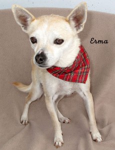 12 12 28 Chihuahua 2 yr ERMA 1 ID12 12 019 FACEBOOK