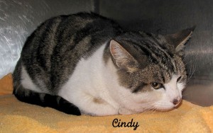 13 01 25 White Tabby spayed fem cat CINDY 2 ID13 01 021 SBP 1 21 Wayne Deja FACEBOOK