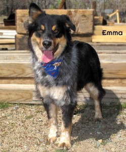 13 02 13 Aussie mix 3 yrs EMMA 2 ID OR2 13 Adopter Tracie McCall FACEBOOK