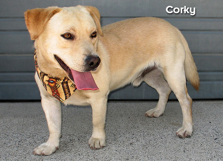 Your new friends Corky and Mason Sierra Wave Eastern Sierra