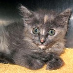 13-07-13 HEATHER One dilute Calico kitten 9 weeks ID13-07-014 - COLOR newspaper
