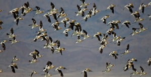 Avocet flock. Photo by Gail Klett