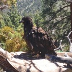 Bald eagle bulding a nest while parents watch