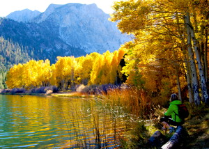 Alicia Vennos hiked to Walker Lake for this photo of aspen at its peak.