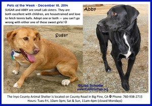 14 12 05 SUGAR ABBY Yellow Black Lab sisters fem 4 yrs dob 12 3 10 SUGAR 1 ID14 12 007 008 FACEBOOK