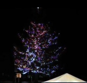 Mammoth tree lighting