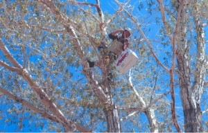 climber in tree
