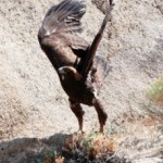 Golden Eagle prepares to lift off. 