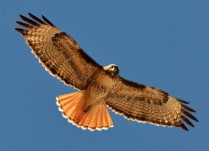 Red tailed Hawk 8