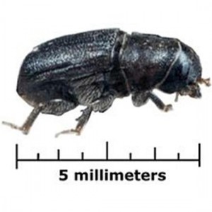 bark beetle