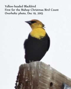 Yellow headed Blackbird overholtz Bishop CBC 19Dec2015