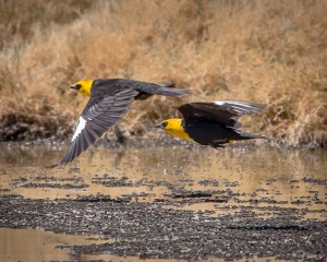 Yellow Headed Blackbirds