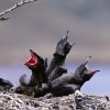  Four hungry young Ravens calling for their parents.



Photos courtesy of ESWC


