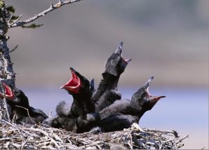 baby ravens in their nest are waiting paul nicklen