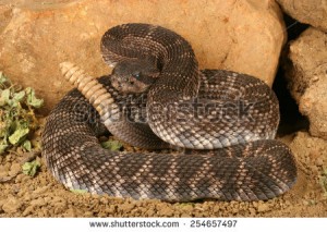 rattlesnake