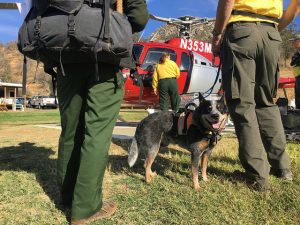 Dog teams prepare for search 2