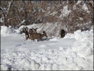 deer caltrans