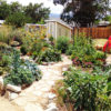 7/15/14  Edible Landscape