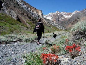 McGee Creek Wildflowers 5.18.14