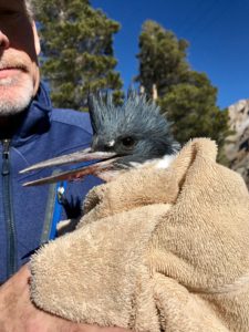 kingerfisher