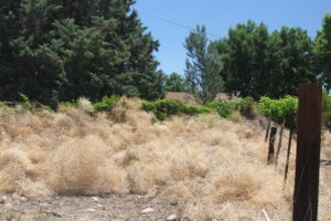 Piles of tumbleweed are plaguing a South Jordan neighborhood