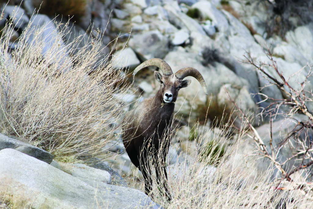 Celebration for the Sierra Nevada Bighorn Sheep Sierra Wave Eastern