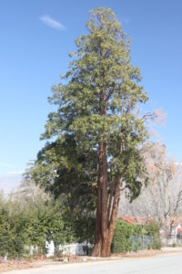 Cedar 006